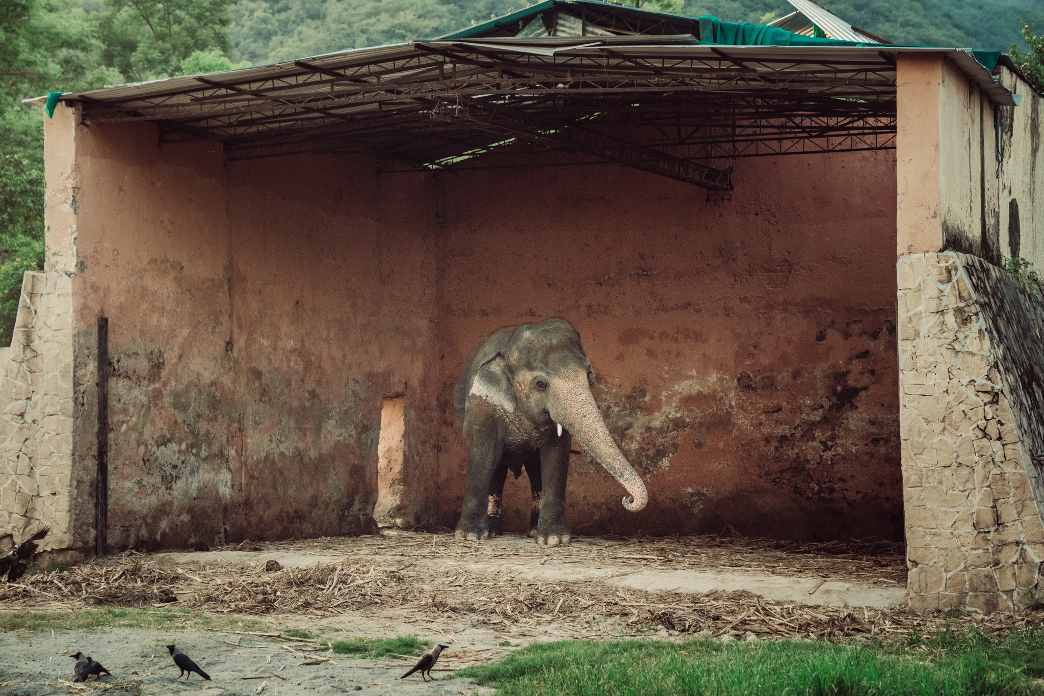 The Story Of Kaavan – Kamran On Bike